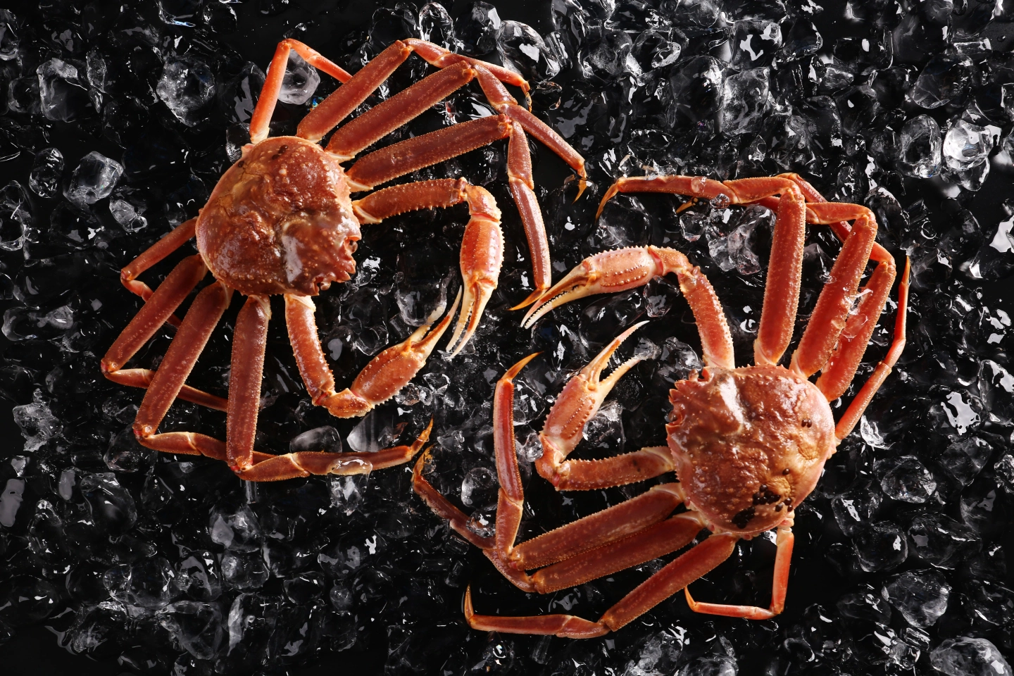 鳥取海鮮的多樣性，松葉蟹，白魽、甘鯛、赤鯥